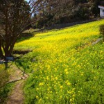 金沢自然公園の菜の花