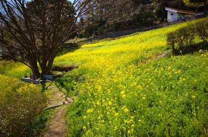 金沢自然公園の菜の花